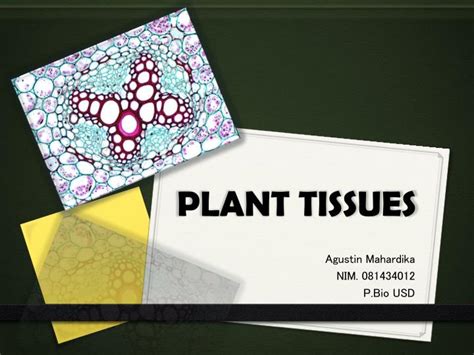 Ppt Plant Tissues Powerpoint Presentation Free Download Id2029413