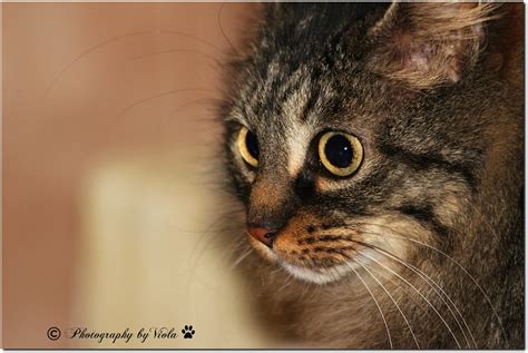 Happy Caturday My Beloved Lucy © Non Utilizzare Le Mie I Flickr
