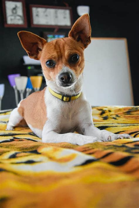 Mexican Dog Breeds List Hairless Mexican Xoloitzcuintli Dog Chihuahua
