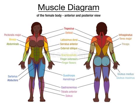In the diagrams below, i'll be showing muscle groups in color, with a black line to show the forms that would show through the skin (i also show one more body mass that needs to be understood: Muscle Diagram Black Woman Female Body Names Stock Vector - Illustration of bodybuilder, chart ...