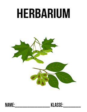 Trage dich unten in die warteliste ein und sichere dir einen 50% rabattcode für deine bestellung! Herbarium Ahorn Deckblatt zum Ausdrucken | Deckblaetter.eu