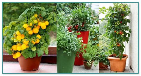 Best Tomato Plants For Container Gardening Home Improvement