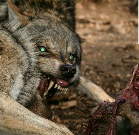 Hungry Wolf Natureismetal