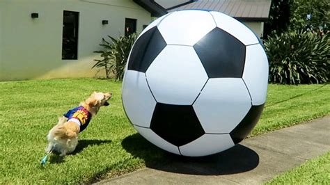 Watching This Golden Retriever Play With His Giant Football Is Pure