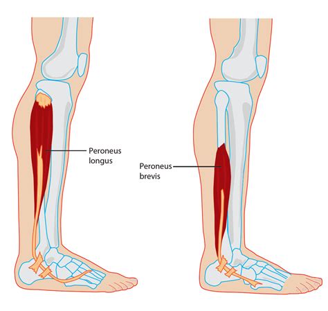 Peroneal Tendon Stretches