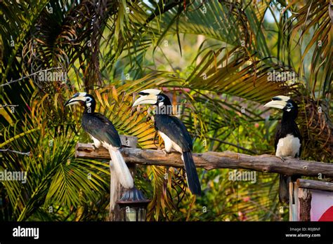 Beautiful Parrot Hornbill Feeding On Pangkor Island In Malaysia
