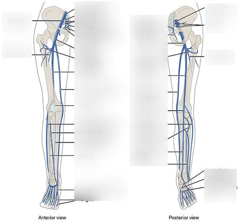 Veins Of The Right Lower Extremity Part1 Diagram Quizlet