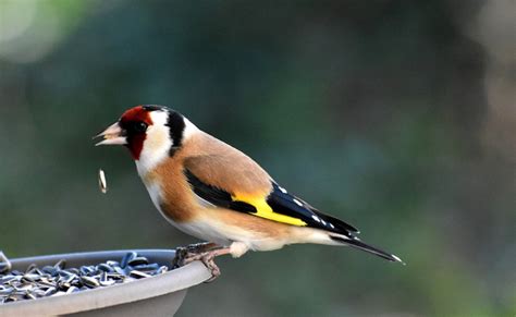 Comment Attirer Les Chardonnerets Dans Son Jardin Housekeeping