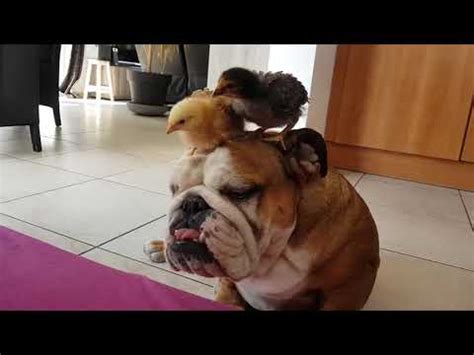 7,928,554 likes · 998 talking about this. Little Chickens Sit on Dog's Head - 989281-2 - YouTube