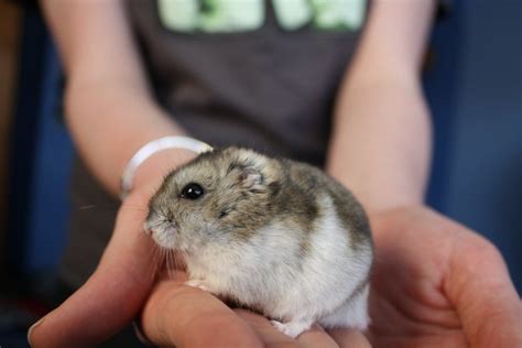 11 Causes Of Sudden Death In Hamsters Pethelpful