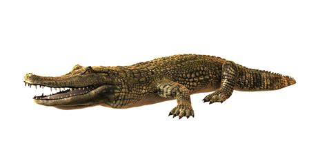Cayman Crocodilo Jacaré Imagens Grátis No Pixabay Pixabay