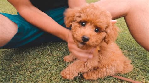 Toy Poodle Dog Health Characteristics History Best Guide