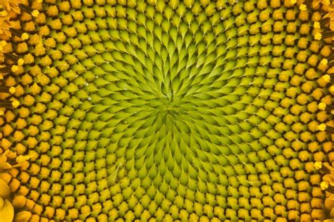 21 Unbelievable Photos Of Symmetry In Nature Symmetry Photography