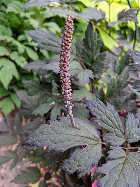 The Flowers Starting To Form On My Black Snakeroot Cimicifuga