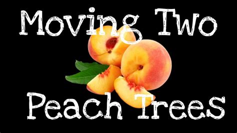 Moving Peach Trees Youtube