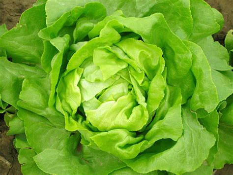 Bibb Lettuce Stock Photos Pictures And Royalty Free Images Istock