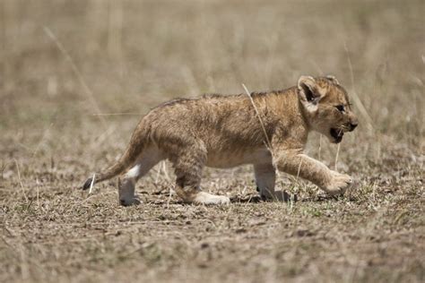 Lion Cub Walking Posters And Prints By Corbis