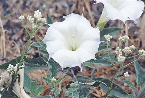 camissonia s ca native plant life list datura wrightii jimson weed sacred datura