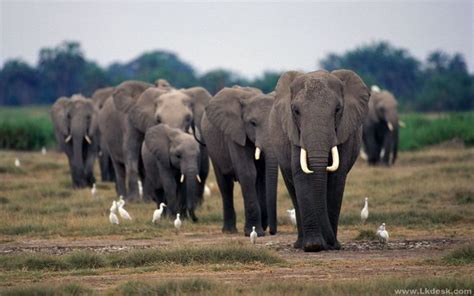 Information Endangered Elephants