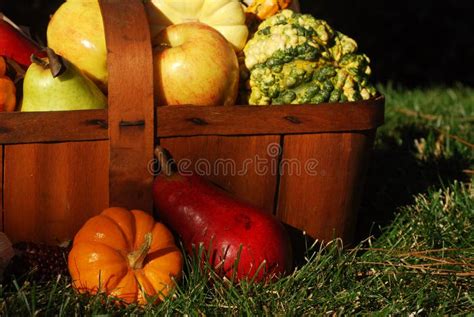Fall Harvest Stock Photo Image Of Harvest Basket Fresh 3322278