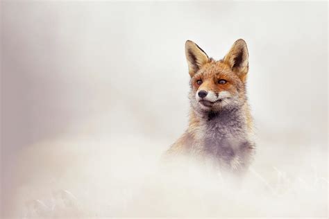 Snow Fox Series Proud Fox Photograph By Roeselien Raimond Fine Art