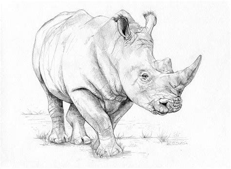Elis Rhino On Behance Animal Illustration Art Rhino Tattoo Rhino Art