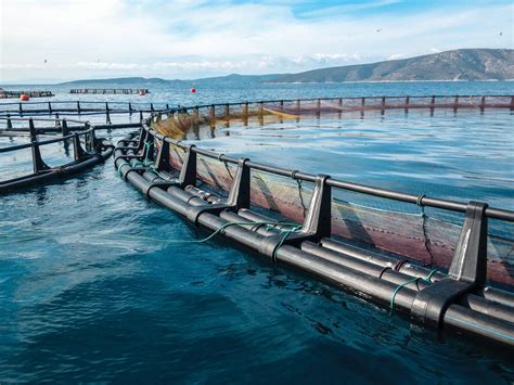 Saltwater Aquaculture Technology Us Soy