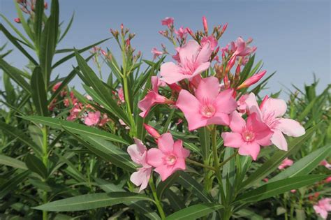 How Poisonous Is Oleander To Humans Gardening Channel