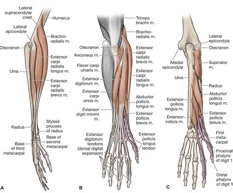 Muscles Of The Wrist