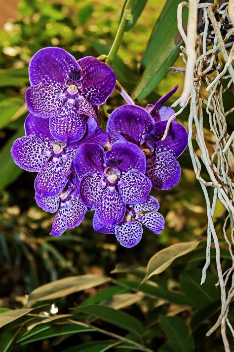 Conheça Os Tipos De Orquídea E Seus Significados