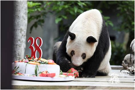 Xinxing The Worlds Oldest Captive Giant Panda Rings In Its 38th
