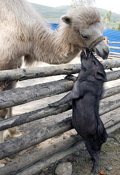 Photos 10 Unusual Friendships In The Animal World Rediff Getahead