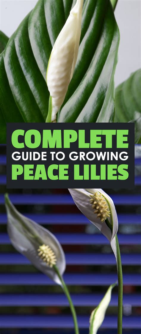 They are often included in bouquets and floral arrangements, but cat owners it is thought that all parts of the lily flower and plant are poisonous to cats if eaten, and the effects are very serious and very fast. Peace Lily Care - How to Grow Spathiphyllum | Epic Gardening