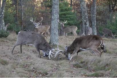Deer Buck Bucks Monster Hunting Whitetail Fight