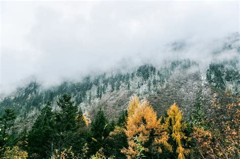 Misty Foggy Mountain Landscape With Fir Forest Stock Image Image Of