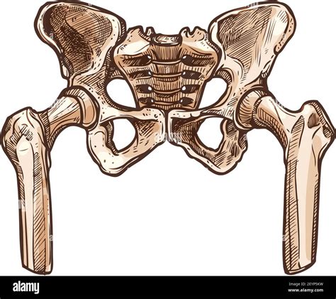 Pelvic Hip Skeleton Isolated Pelvis Bones Vector Lower Part Of Trunk