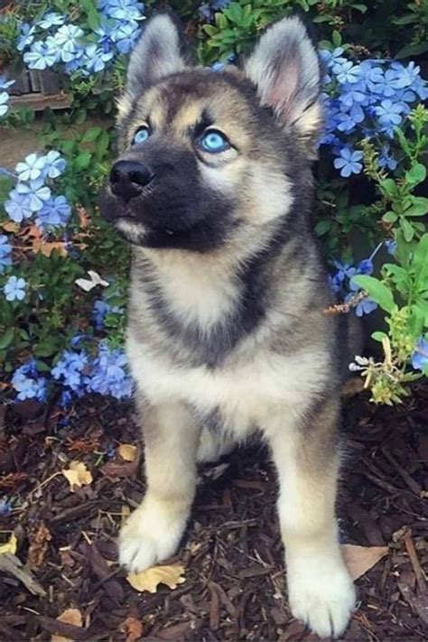 Pin By K☼k☼ On Pretty Puppies In 2020 German Shepherd