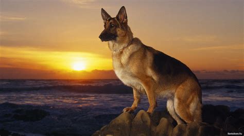 German Shepherd Dog Wallpaper ·① Wallpapertag
