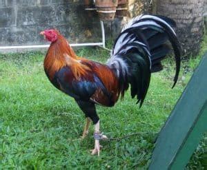 Tiga orang ditangkap serta tujuh ayam jago aduan, dua pisau taji, dan uang sebesar 550 peso filipina (sekitar rp 160.000). 13 Ciri ciri Ayam Peru yang Asli dan Berkualitas ...