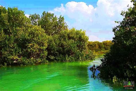 Photo Mangrove Forests Of Qeshm Island Iran Travel And Tourism