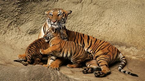 Cute Baby Tiger Cubs With Mom Picture Hd Wallpaper Wallpaperbetter