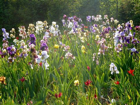 Sarah Cooks Irises Flourish In A Gorgeous Cottage Garden Complete