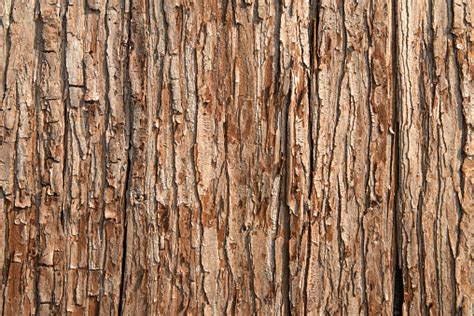 Closeup Of Brown Tree Bark Texture Stock Photo Download Image Now