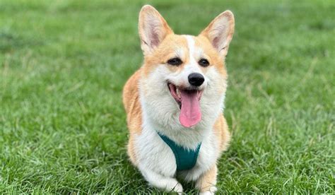 Corgi Guide Exercise Needs Stories And Tips Borrowmydoggy