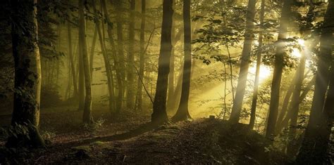 1600x900 Nature Landscape Sunrise Forest Path Trees Sunlight Mist