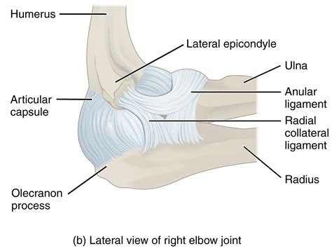  finden sie die wichtigsten bänder des ellenbogens und des unterarms, voll flexibel, extension, flexion, pronation und supination, auf unterstützung. Ellenbogengelenk - Anatomie der oberen Extremität