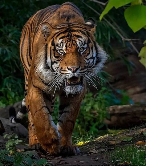 Tigers Are Magnificent On Instagram Beautiful Sumatra