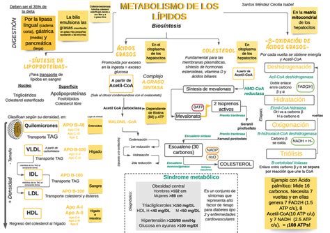 Mapa Conceptualapunte Del Metabolismo De Lípidos Oxidación De ácidos Gr Asos Metabolismo