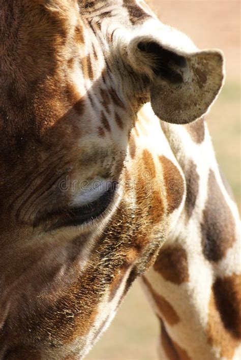 Giraffe Giraffa Camelopardalis Stock Photo Image Of Animal High