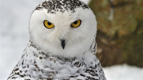 Snowy Owl Wallpaper And Screensavers Wallpapersafari